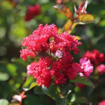 Lagerstroemia Indica (Myrta krepová) ´RUBRA MAGNIFICA´,  kont. C3L, výška: 30-50 cm 